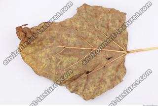 Leaves Dead 0054